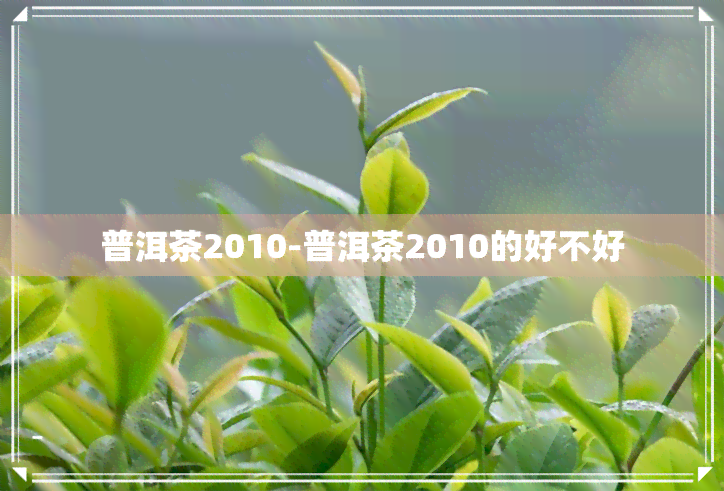 普洱茶2010-普洱茶2010的好不好