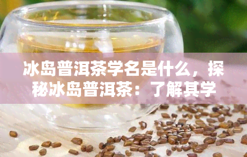 冰岛普洱茶学名是什么，探秘冰岛普洱茶：了解其学名与独特之处