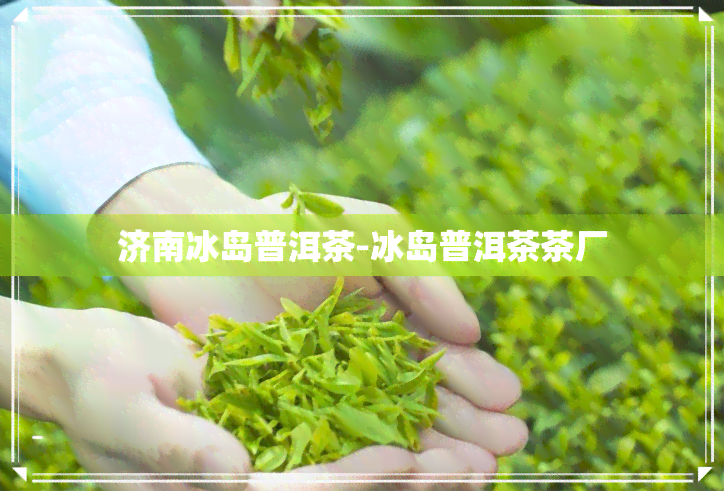 济南冰岛普洱茶-冰岛普洱茶茶厂