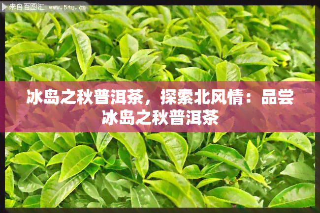 冰岛之秋普洱茶，探索北风情：品尝冰岛之秋普洱茶