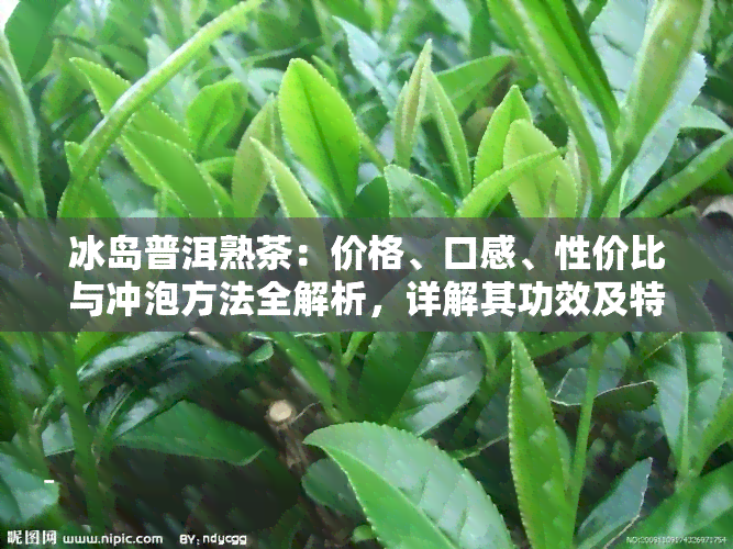 冰岛普洱熟茶：价格、口感、性价比与冲泡方法全解析，详解其功效及特点