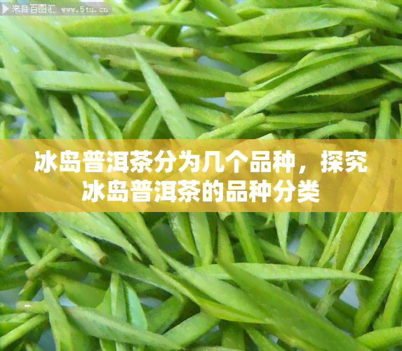 冰岛普洱茶分为几个品种，探究冰岛普洱茶的品种分类