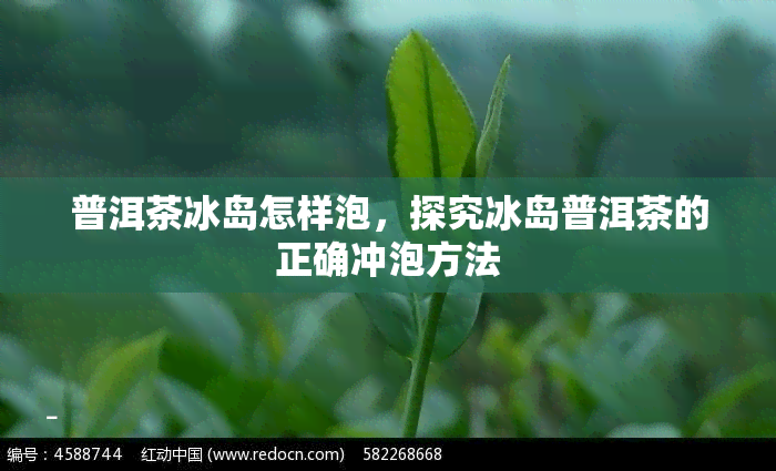 普洱茶冰岛怎样泡，探究冰岛普洱茶的正确冲泡方法