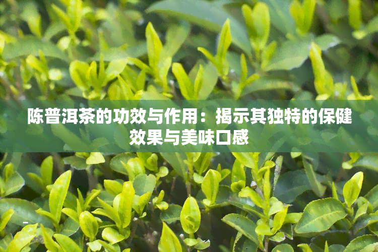 陈普洱茶的功效与作用：揭示其独特的保健效果与美味口感