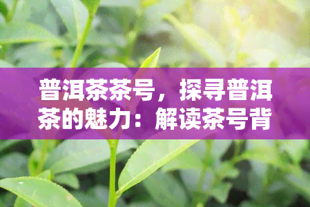 普洱茶茶号，探寻普洱茶的魅力：解读茶号背后的秘密