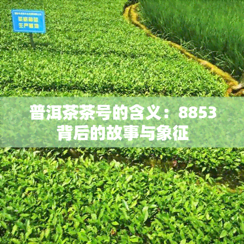 普洱茶茶号的含义：8853背后的故事与象征