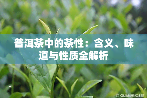 普洱茶中的茶性：含义、味道与性质全解析