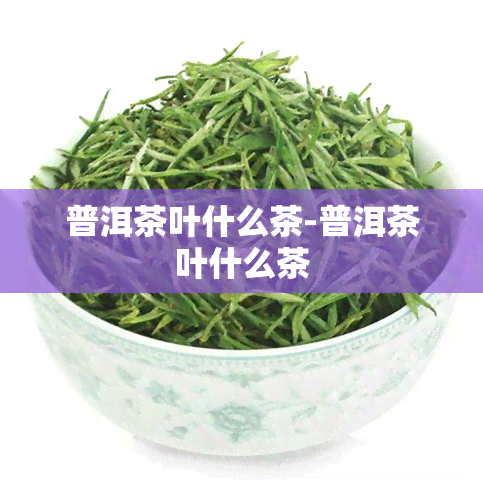 普洱茶叶什么茶-普洱茶叶什么茶