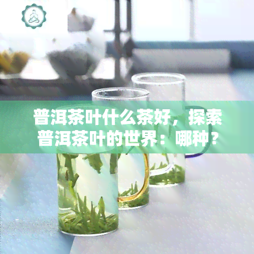 普洱茶叶什么茶好，探索普洱茶叶的世界：哪种？