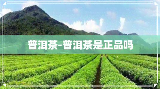 普洱茶-普洱茶是正品吗