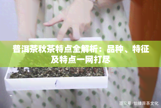 普洱茶秋茶特点全解析：品种、特征及特点一网打尽