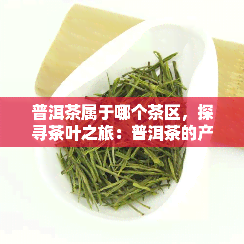 普洱茶属于哪个茶区，探寻茶叶之旅：普洱茶的产地归属——揭秘它属于哪个茶区？