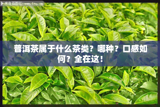 普洱茶属于什么茶类？哪种？口感如何？全在这！