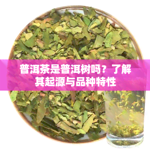 普洱茶是普洱树吗？了解其起源与品种特性