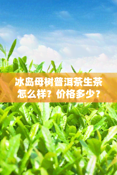 冰岛母树普洱茶生茶怎么样？价格多少？老树与普洱有何区别？全解析