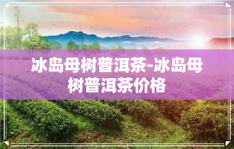 冰岛母树普洱茶-冰岛母树普洱茶价格