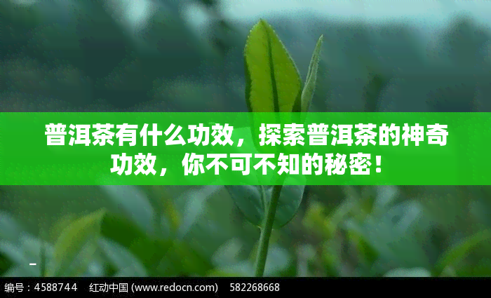 普洱茶有什么功效，探索普洱茶的神奇功效，你不可不知的秘密！