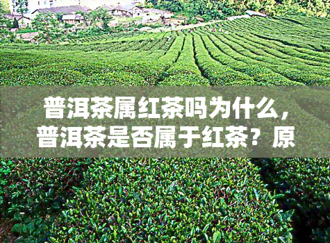 普洱茶属红茶吗为什么，普洱茶是否属于红茶？原因解析