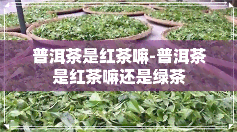 普洱茶是红茶嘛-普洱茶是红茶嘛还是绿茶