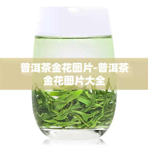 普洱茶金花图片-普洱茶金花图片大全