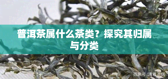 普洱茶属什么茶类？探究其归属与分类