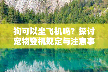 狗可以坐飞机吗？探讨宠物登机规定与注意事项