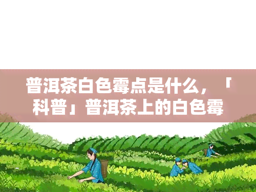 普洱茶白色霉点是什么，「科普」普洱茶上的白色霉点是什么？