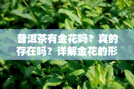 普洱茶有金花吗？真的存在吗？详解金花的形成与作用