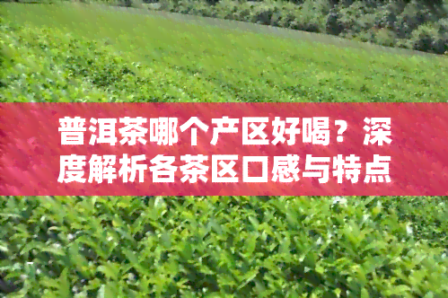 普洱茶哪个产区好喝？深度解析各茶区口感与特点