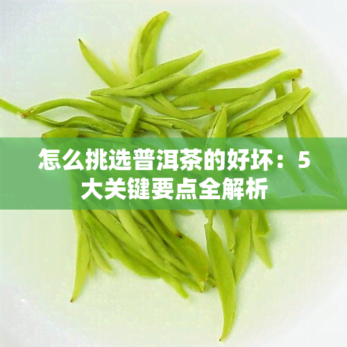 怎么挑选普洱茶的好坏：5大关键要点全解析