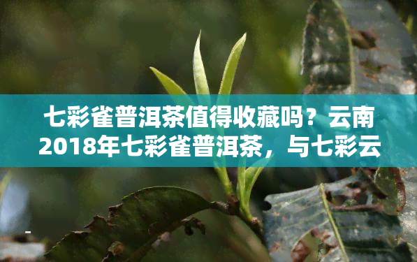 七彩雀普洱茶值得收藏吗？云南2018年七彩雀普洱茶，与七彩云南的区别，国礼1950版七彩雀普洱茶，七彩雀熟茶如何？