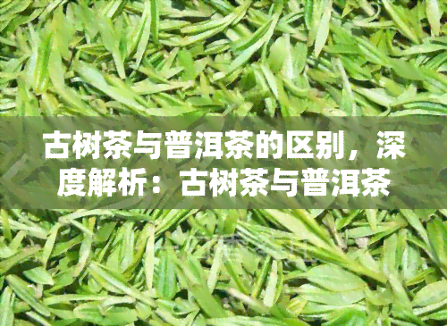 古树茶与普洱茶的区别，深度解析：古树茶与普洱茶的五大区别