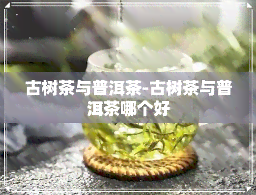 古树茶与普洱茶-古树茶与普洱茶哪个好