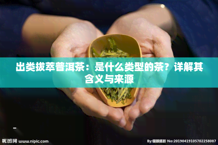 出类拔萃普洱茶：是什么类型的茶？详解其含义与来源