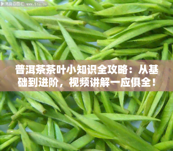 普洱茶茶叶小知识全攻略：从基础到进阶，视频讲解一应俱全！