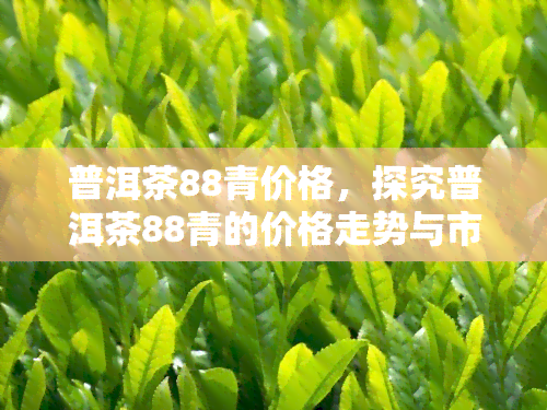 普洱茶88青价格，探究普洱茶88青的价格走势与市场价值