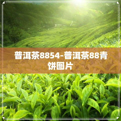 普洱茶8854-普洱茶88青饼图片