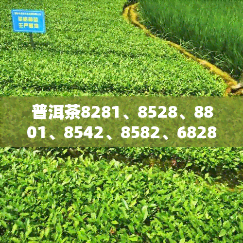 普洱茶8281、8528、8801、8542、8582、6828：全解与含义