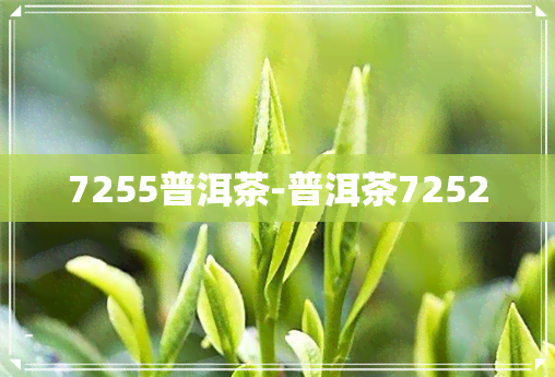 7255普洱茶-普洱茶7252