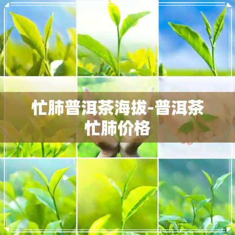 忙肺普洱茶海拔-普洱茶忙肺价格