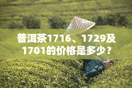 普洱茶1716、1729及1701的价格是多少？