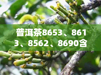 普洱茶8653、8613、8562、8690含义及价格解析