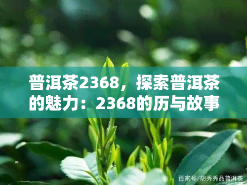 普洱茶2368，探索普洱茶的魅力：2368的历与故事