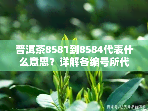 普洱茶8581到8584代表什么意思？详解各编号所代表的含义