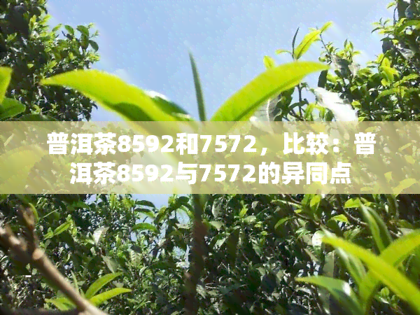 普洱茶8592和7572，比较：普洱茶8592与7572的异同点