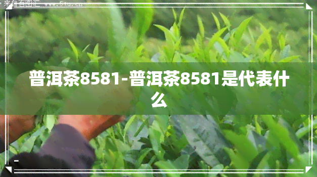 普洱茶8581-普洱茶8581是代表什么