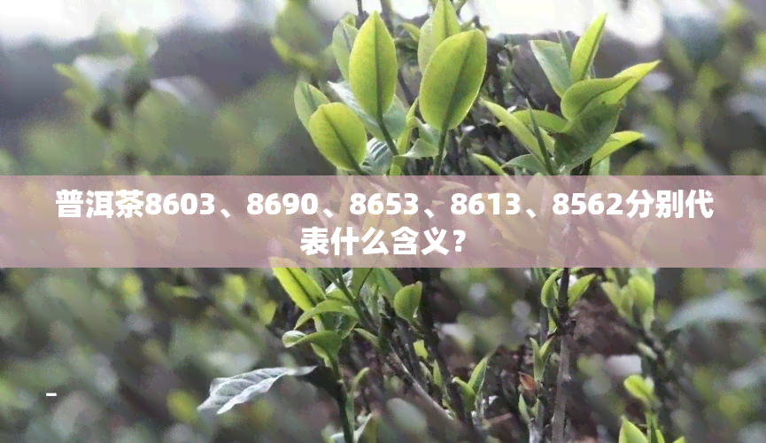 普洱茶8603、8690、8653、8613、8562分别代表什么含义？