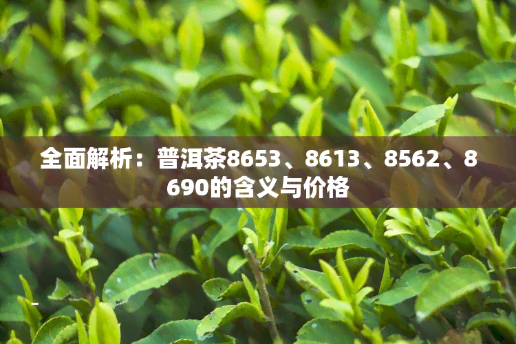 全面解析：普洱茶8653、8613、8562、8690的含义与价格