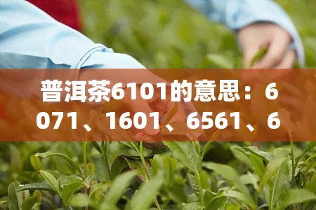 普洱茶6101的意思：6071、1601、6561、6211、6311、7663解析