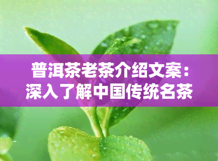 普洱茶老茶介绍文案：深入了解中国传统名茶的魅力与独特之处